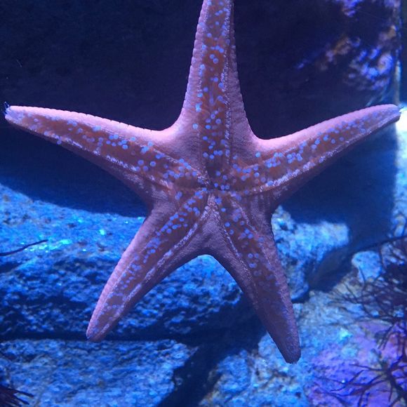 Meet your Posher, Ciara - Picture 1 of 1